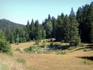 Parque Natural Regional de Vercors - Paisaje boscoso del macizo de Vercors