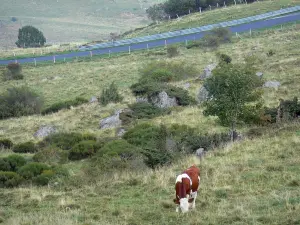 Parque Natural Regional de los Volcanes de Auvernia - Vacas pastando pasto