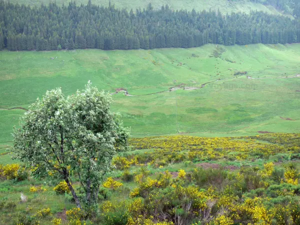 Parque Natural Regional de los Volcanes de Auvernia - Montes del Cantal: flores de la retama, arroyo bordeado de pastos y bosques