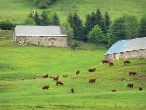 Parque Natural Regional de los Volcanes de Auvernia - Valle Cheylade: graneros rodeada de prados salpicados de vacas