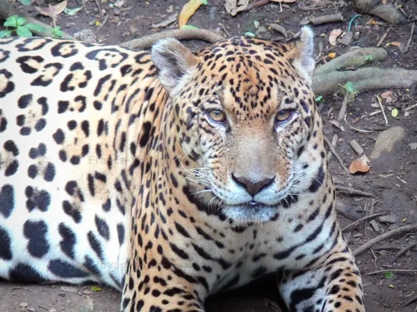 Parque zoológico y botánico de las Mamelles - Jaguar Zoo Guadalupe ; en la isla de Basse - Terre