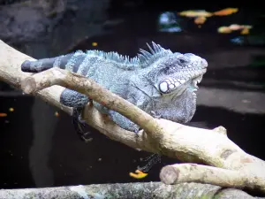 Parque zoológico y botánico de las Mamelles - green Iguana
