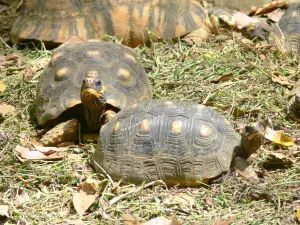 Parque zoológico y botánico de las Mamelles - Charbonnières tortugas