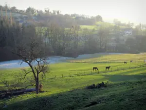 Pays d'Auge - Wiese, Pferde und Bäume