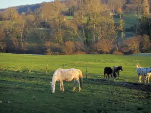 Pays d'Auge - Pferde in einer Wiese und Bäume