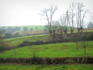 Pays de Bray - Prairies verdoyantes et arbres