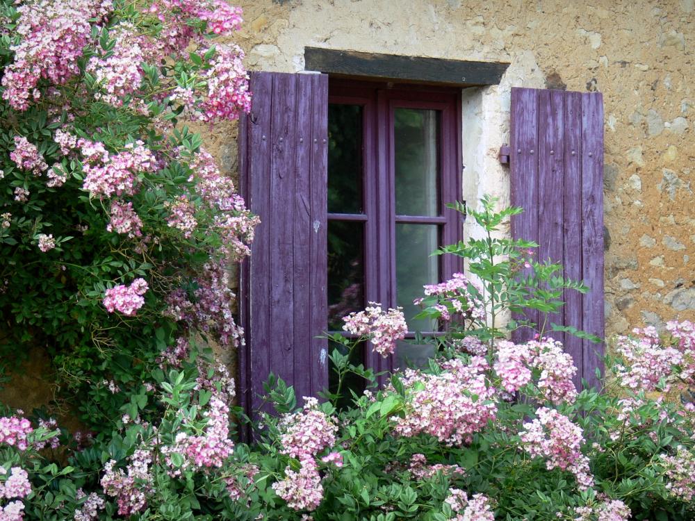 Guide des Pays de la Loire - Asnières-sur-Vègre - Fenêtre d'une maison aux volets violets et plante grimpante en fleurs