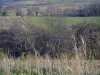 Paysages - Herbes hautes en premier plan, arbres et pâturages, dans le Parc Naturel Régional du Pilat