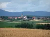 Paysages d'Alsace - Champ de blé, arbres, village et forêt