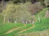 Paysages de l'Ardèche - Parc Naturel Régional des Monts d'Ardèche - Montagne ardéchoise : arbres aux abords d'un chemin bordé de prés