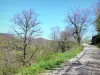 Paysages de l'Ardèche - Parc Naturel Régional des Monts d'Ardèche - Pays des châtaigniers : petite route bordée d'arbres et de fleurs sauvages