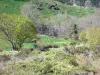 Paysages de l'Ardèche - Pâturages ponctués d'arbres
