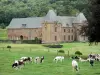 Paysages des Ardennes - Grand corps de logis de l'ancienne chartreuse du Mont-Dieu entouré de verdure, et vaches dans un pré en premier plan