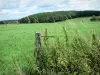 Paysages des Ardennes - Prés aux abords d'une forêt ; plantes sauvages en premier plan