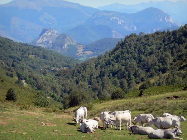 ariege paysage - Image