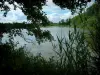 Paysages de l'Aube - Branches d'arbres, végétation et roseaux en premier plan, étang du Parc aux Pourceaux, forêt et nuages dans le ciel (Parc Naturel Régional de la Forêt d'Orient)