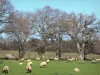 Paysages de l'Aude - Troupeau de moutons dans un pré bordé d'arbres