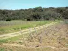 Paysages de l'Aude - Parcelles de vignes