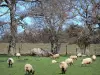 Paysages de l'Aude - Moutons dans un pré bordé d'arbres