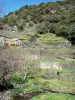 Paysages de l'Aude - Montagne Noire : jardins en terrasses de Roquefère