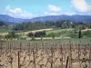 Paysages de l'Aude - Vignes du vignoble du Cabardès avec vue sur les contreforts de la Montagne Noire