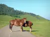 Paysages du Béarn - Plateau du Bénou : deux chevaux sur la route bordée de prairies