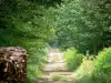 Paysages du Berry - Forêt de Châteauroux : chemin forestier bordé d'arbres et de végétation, tas de bois coupé