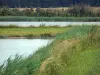 Paysages du Berry - Parc Naturel Régional de la Brenne : étangs, prairie et roselière (roseaux)