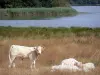 Paysages du Berry - Parc Naturel Régional de la Brenne : vaches au bord de l'étang du Blizon