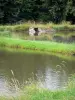 Paysages du Berry - Parc Naturel Régional de la Brenne : au bord des étangs