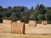 Paysages du Berry - Bottes de paille dans un champ, et arbres en arrière-plan