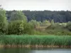 Paysages du Berry - Parc Naturel Régional de la Brenne : étang du Tran, roseaux (roselière) et arbres