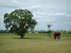 Paysages du Berry - Champ de blé avec un arbre et une éolienne, arbres en arrière-plan, nuages dans le ciel