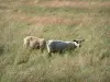 Paysages du Berry - Moutons dans un champ