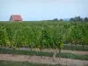 Paysages du Bourbonnais - Vignoble de Saint-Pourçain (vignoble saint-pourcinois) : champ de vignes et cabane