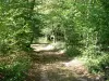 Paysages du Bourbonnais - Forêt de Tronçais : chemin bordé d'arbres