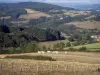 Paysages de la Bourgogne du Sud - Troupeau de vaches Charolaises dans un pré, arbres, pâturages, maisons et forêts
