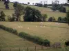 Paysages de la Bourgogne du Sud - Pâturages avec des troupeaux de vaches Charolaises