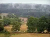 Paysages de la Bourgogne du Sud - Pâturages, troupeau de vaches Charolaises, arbres et forêt dans la brume