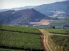 Paysages de la Bourgogne du Sud - Champs de vignes du vignoble Mâconnais