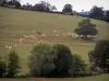 Paysages de la Bourgogne du Sud - Troupeau de vaches Charolaises dans un pâturage et arbres