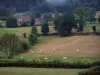 Paysages de la Bourgogne du Sud - Troupeau de vaches Charolaises dans un pâturage, ferme, arbres et forêt en arrière-plan
