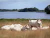 Paysages de la Brenne - Vaches au bord de l'étang du Blizon ; dans le Parc Naturel Régional de la Brenne