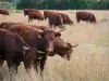 Paysages de la Brenne - Vaches dans un champ ; dans le Parc Naturel Régional de la Brenne