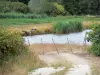Paysages de la Brenne - Au bord d'un étang ; dans le Parc Naturel Régional de la Brenne