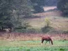 Paysages de Bretagne intérieure - Cheval dans un pré, arbres