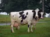 Paysages de Bretagne intérieure - Vaches dans une prairie