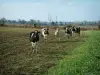 Paysages de Bretagne intérieure - Vaches, champ, et arbres au loin