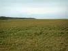 Paysages du Pas-de-Calais intérieur - Champ de maïs et arbustes