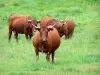 Paysages du Cantal - Parc Naturel Régional des Volcans d'Auvergne : vaches dans un pré